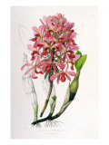 Laelia Superbiens reproduction procédé giclée par Porter Design 