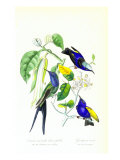 Hummingbird on Orange Tree reproduction procédé giclée par Porter Design 