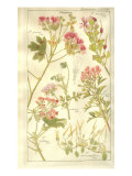 Geraniaceae Plate 323 Giclee Print by Porter Design 