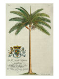 Palmera real Lámina giclée por Porter Design Palmera real Lámina giclée por Porter Design