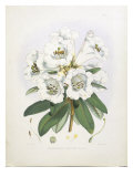 Rhodedendrum Dalhousie Giclee Print by Porter Design 