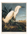 Snowy Heron or White Egret Giclee Print by Porter Design 