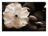Gardenia I Giclee Print by Jeanne Michel