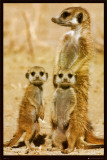 Meerkatten Affiches Meerkatten Affiches
