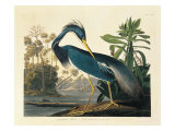 Louisiana Heron Plate 217 Giclee Print by Porter Design 
