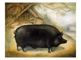 Large Black Pig Giclee Print by Porter Design 