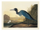 Blue Crane or Heron Plate 307 reproduction procédé giclée par Porter Design 