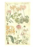 Geraniaceae Plate 306 Giclee Print by Porter Design 