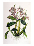 Schomburgkia Tibicinis Lámina giclée por Porter Design Schomburgkia Tibicinis Lámina giclée por Porter Design