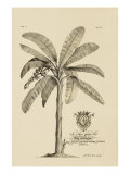 Banana Tree Giclee Print by Porter Design 