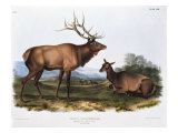 American Elk Giclee Print by Porter Design 
