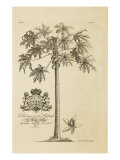Papaya Tree Giclee Print by Porter Design 