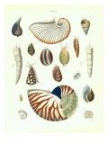 Plate 5 Giclee Print by Porter Design 