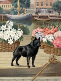 Schipperke Dog Guards Canal Boats in a Belgian Town Photographic Print by Walter Weber