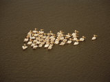 Cluster of Pelicans Swimming Photographic Print by Bobby Haas