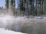 Trumpeter Swans Swim in the Hot-Springs Fed Firehole River Photographie par Gordon Wiltsie