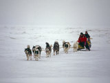 Dogsled Team Threads Through Pressure Ridges Photographie par Gordon Wiltsie