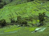 Farmers Plow and Plant Rice in Terraced Paddies Photographie par Gordon Wiltsie