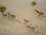Zebras Crossing Shallows Photographie par Bobby Haas