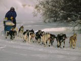 Dogs Pull a Sled across Snow Photographic Print by Nick Norman