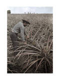 Farmer Collects Pineapples from Plants in Puerto Rico Photographic Print by Charles Martin