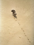 Wildebeest Galloping Photographic Print by Bobby Haas
