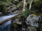 Mountain Stream Flows Through a Rain-Drenched Southern Beech Forest Photographie par Gordon Wiltsie
