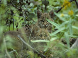 Young Bobcats Photographic Print by Michael S. Quinton