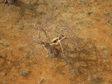 Barren Baobab Tree in the Okavango Delta Photographic Print by Bobby Haas
