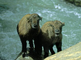 Young Takin (Budorcas Taxicolor) Beside the Yarlung Tsangpo River Photographie par Gordon Wiltsie