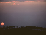 Sunset over Loblolly Pines Near the Chesapeake Bay Photographie par Skip Brown