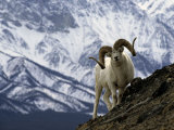 Very Large Dall Sheep Ram on the Grassy Slopes of its Winter Range Photographic Print by Michael S. Quinton