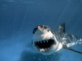 Threatened Great White Shark, Toothy Mouth Open, Approaches Camera Photographic Print by Paul Sutherland