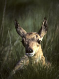 Big Black Eyes of a Pronghorn Fawn are Quick to Spot Trouble Impressão fotográfica por Michael S. Quinton Big Black Eyes of a Pronghorn Fawn are Quick to Spot Trouble Impressão fotográfica por Michael S. Quinton