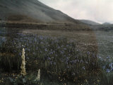 Blue Iris, Caltha and Stalks of Wild Rhubarb are Found in This Valley Photographic Print by Dr. Joseph F. Rock