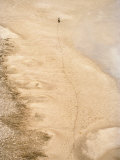 Lone Wildebeest in an Open Expanse Photographic Print by Bobby Haas