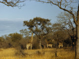 Giraffes Use their Long Necks to Reach the Highest Leaves Photographic Print by W. Robert Moore Giraffes Use their Long Necks to Reach the Highest Leaves Photographic Print by W. Robert Moore