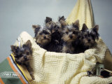 Portrait of Yorkshire Terrier Puppies Sitting in a Basket Photographic Print by Willard Culver