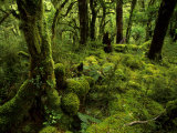Moss-Covered Trees in a Rainforest in Fiordland National Park Lámina fotográfica por Annie Griffiths Belt Moss-Covered Trees in a Rainforest in Fiordland National Park Lámina fotográfica por Annie Griffiths Belt