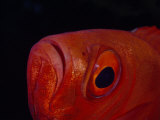 Close Up of the Eye of a Red Bigeye Fish Photographic Print by Paul Sutherland
