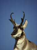 Pronghorn Buck Watching over His Harem, Keeps an Eye Out for Inturders Photographic Print by Michael S. Quinton