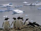 Gentoo Penguins and Icebergs Photographie par Gordon Wiltsie