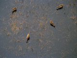 Four Lechwe Grazing in the Waters of the Okavango Delta Photographic Print by Bobby Haas