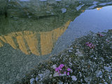 Great Sail Peak Reflected in a Snow Melt Pool and Saxifrage Flowers Photographic Print by Gordon Wiltsie Great Sail Peak Reflected in a Snow Melt Pool and Saxifrage Flowers Photographic Print by Gordon Wiltsie