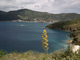 Century Plant Grows in the Hills Above This Bay Photographic Print by Edwin L. Wisherd
