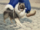 Keeshond Carries a Rolled Newspaper Photographic Print by Walter Weber