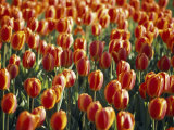Mass Planting of Tulips in Bloom in the Spring Photographic Print by Paul Sutherland Mass Planting of Tulips in Bloom in the Spring Photographic Print by Paul Sutherland