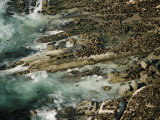 Hundreds of Seals Alongthe Shoreline at Hout Bay Photographie par Bobby Haas