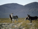 Wild Burros Wander Near Death Valley National Park Photographie par Gordon Wiltsie