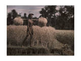 Balinese Man Carries Harvested Rice Sheaves on His Shoulder Photographic Print by Franklin Price Knott